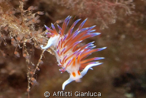 nudibranchia flabellina by Afflitti Gianluca 